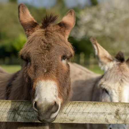 Luccombe Farm Holiday Cottages Milton Abbas Экстерьер фото